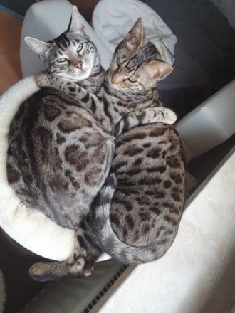 2x bengalkater zu verkaufen, Bengal