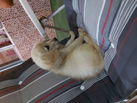 Meine Hunde sind sehr schlau und gut erzogen. Sie