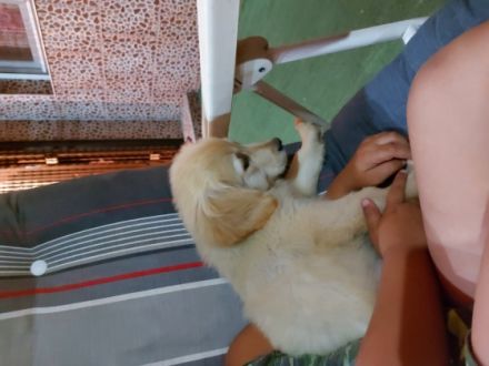 Meine Hunde sind sehr schlau und gut erzogen. Sie