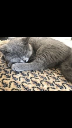 Unsere Katze hat 5 gesunden,schönen Kitten am 27 April