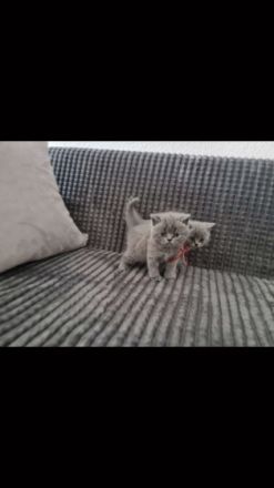 Unsere Katze hat 5 gesunden,schönen Kitten am 27 April