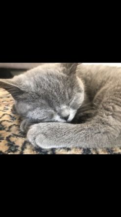 Unsere Katze hat 5 gesunden,schönen Kitten am 27 April