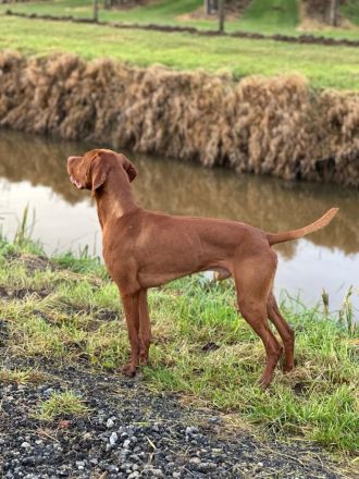Magyar Vizsla-Kurzhaar Welpen mit Ahnentafeln (FCI)