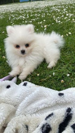 Ich suche im Auftrag ein neues Zuhause für den kleinen