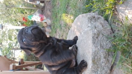 Unsere kleinen Franzosen wurden am 7.7.22 auf