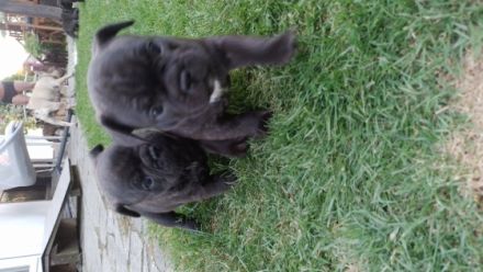 Unsere kleinen Franzosen wurden am 7.7.22 auf