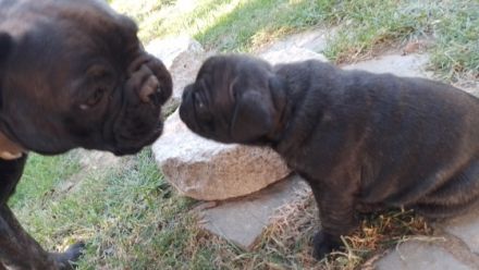 Unsere kleinen Franzosen wurden am 7.7.22 auf