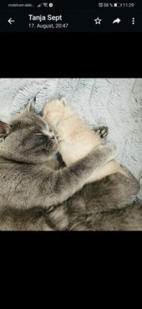 Süße British Kurzhaar Katzen in liebevolle Hände