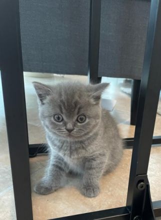 Süße British Kurzhaar Katzen in liebevolle Hände