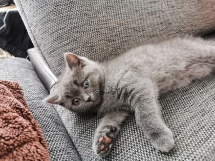 Süße British Kurzhaar Katzen in liebevolle Hände