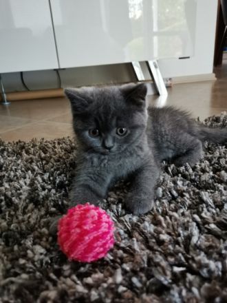 Süße British Kurzhaar Katzen in liebevolle Hände