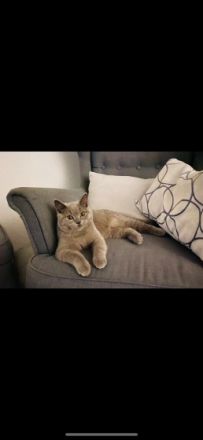 Süße British Kurzhaar Katzen in liebevolle Hände