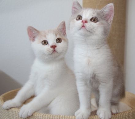 Einige von unserer süßen Rasselbande sind ab September