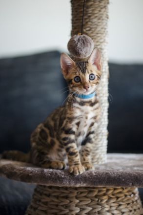 Meine Katze (Maia) hat am 5. Juni 2022 vier Kätzchen