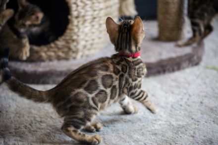 Meine Katze (Maia) hat am 5. Juni 2022 vier Kätzchen