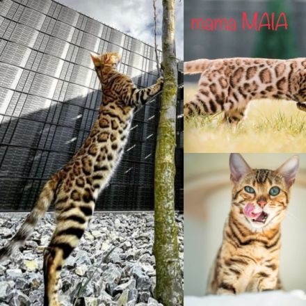 Meine Katze (Maia) hat am 5. Juni 2022 vier Kätzchen