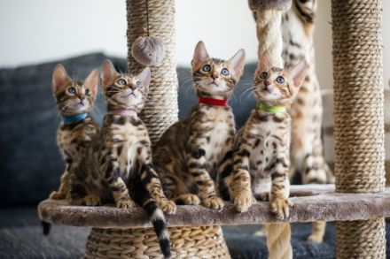 Meine Katze (Maia) hat am 5. Juni 2022 vier Kätzchen