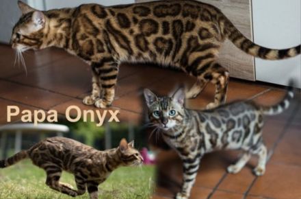 Meine Katze (Maia) hat am 5. Juni 2022 vier Kätzchen