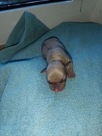 Es war nicht geplant, aber nun sind unsere Babys da!