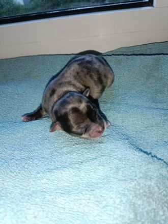 Es war nicht geplant, aber nun sind unsere Babys da!