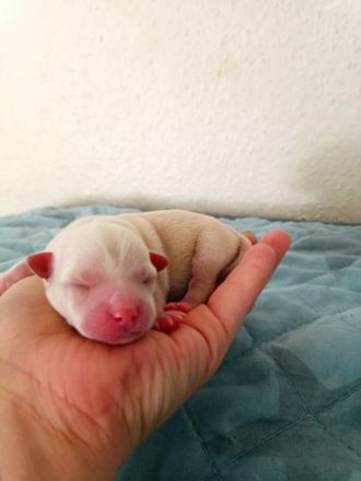 Es war nicht geplant, aber nun sind unsere Babys da!