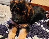 Schwarz-brauner deutscher Schäferhund