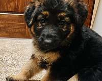 Schwarz-brauner deutscher Schäferhund