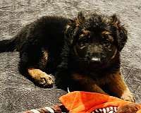 Schwarz-brauner deutscher Schäferhund