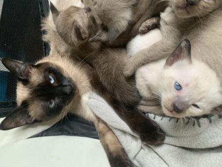 Unsere wunderschönen Tonkanesen Babys suchen Ihre