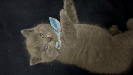 Unsere liebevolle und fürsorgliche Katze hat am 04.07