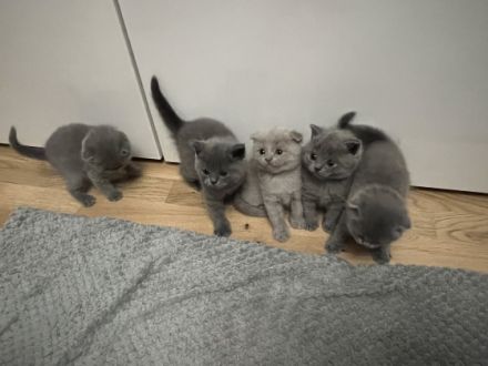 Unsere liebevolle und fürsorgliche Katze hat am 04.07