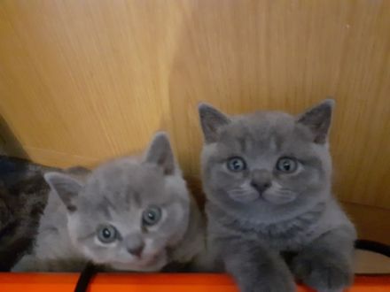 Reinrassig Britische Kurzhaarig, Hallo Liebe BKH