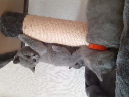 Reinrassig Britische Kurzhaarig, Hallo Liebe BKH