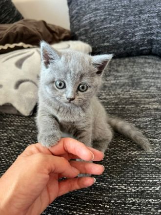 Reinrassig Britische Kurzhaarig, Hallo Liebe BKH