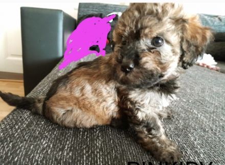 Unsere Rasselbande ist am 10.08.2022 auf die Welt