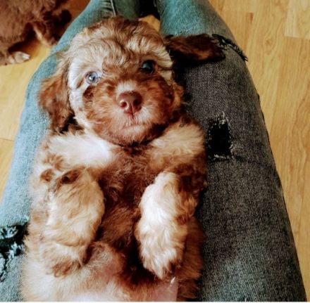 Unsere Rasselbande ist am 10.08.2022 auf die Welt