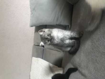 Wir haben aus einem 7 Wurf noch 2 kleine Kater und 1