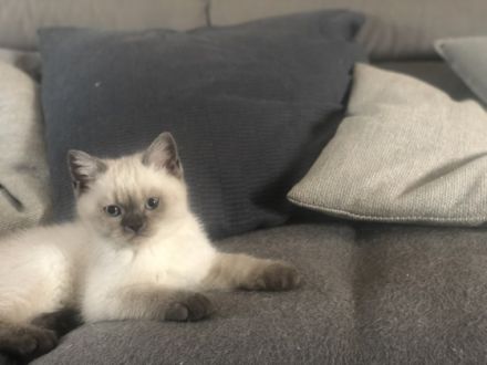 Wir haben aus einem 7 Wurf noch 2 kleine Kater und 1