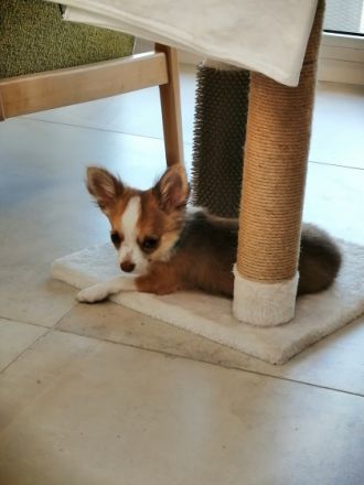 Wir geben schweren Herzens unseren Chihuahua Jungen ab.