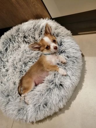 Wir geben schweren Herzens unseren Chihuahua Jungen ab.