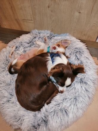 Wir geben schweren Herzens unseren Chihuahua Jungen ab.