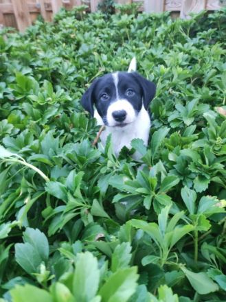 Hallo ..gerne dürfen unsere 4 Welpen jetzt eine neue