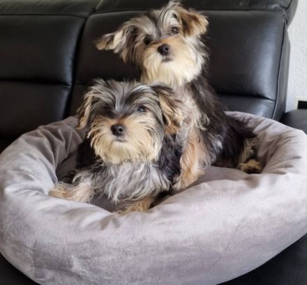 Zwei zauberhafte kleinbleibende Mischlingsrüden suchen