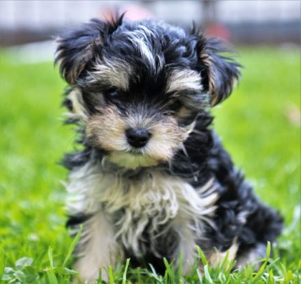 Zwei zauberhafte kleinbleibende Mischlingsrüden suchen