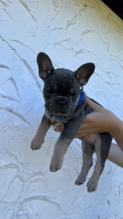 Hallo! Unsere Daisy hat am 26. Juni kerngesunde Welpen