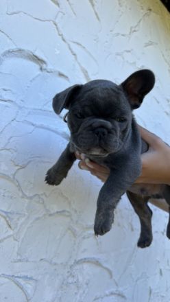 Hallo! Unsere Daisy hat am 26. Juni kerngesunde Welpen