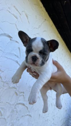 Hallo! Unsere Daisy hat am 26. Juni kerngesunde Welpen