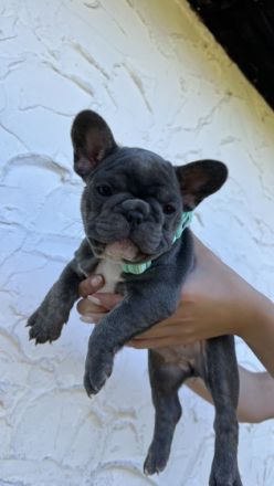 Hallo! Unsere Daisy hat am 26. Juni kerngesunde Welpen