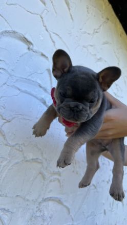 Hallo! Unsere Daisy hat am 26. Juni kerngesunde Welpen