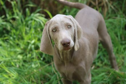 Wie suchen auf diesen Weg ein neues zu Hause für 5